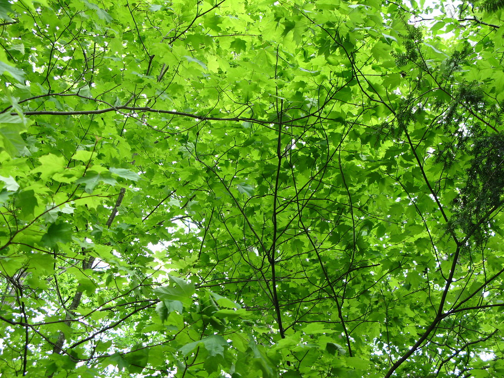 Greens 1