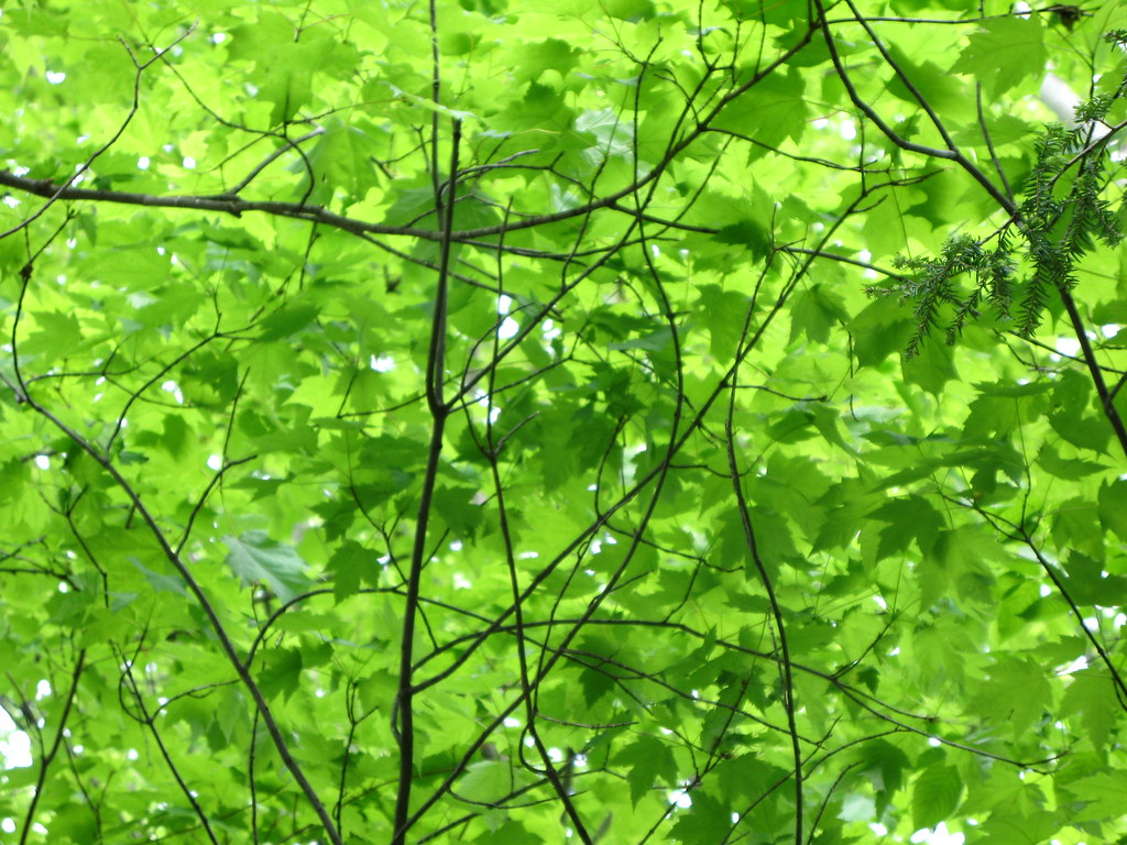 Greens 2