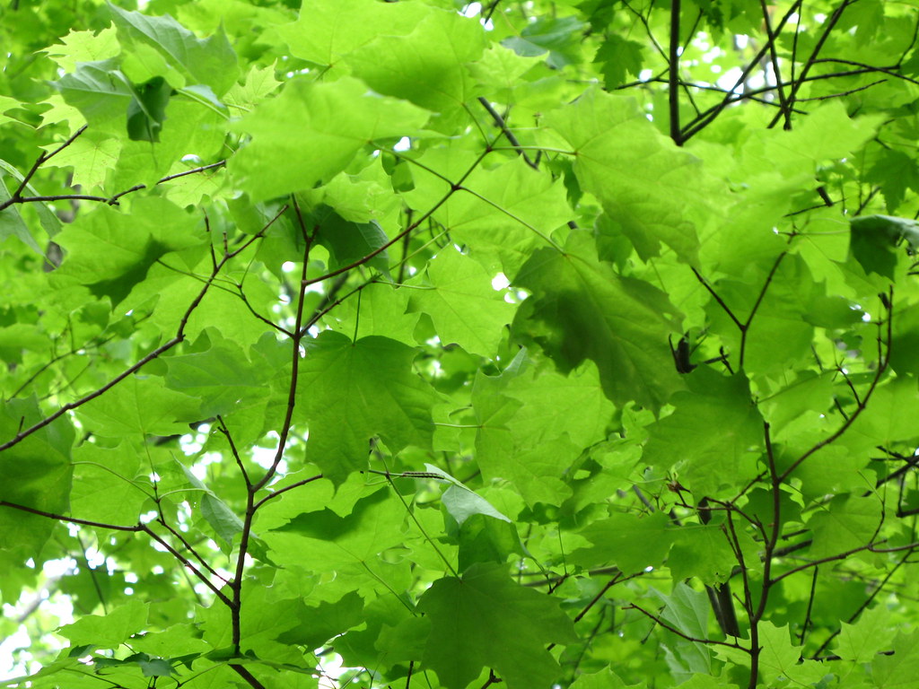 Greens 3
